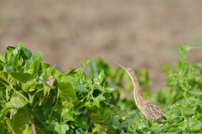 Pinnated Bittern