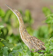 Pinnated Bittern