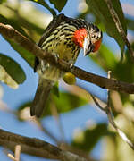 Black-spotted Barbet