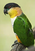 Black-headed Parrot