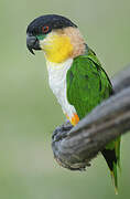 Black-headed Parrot