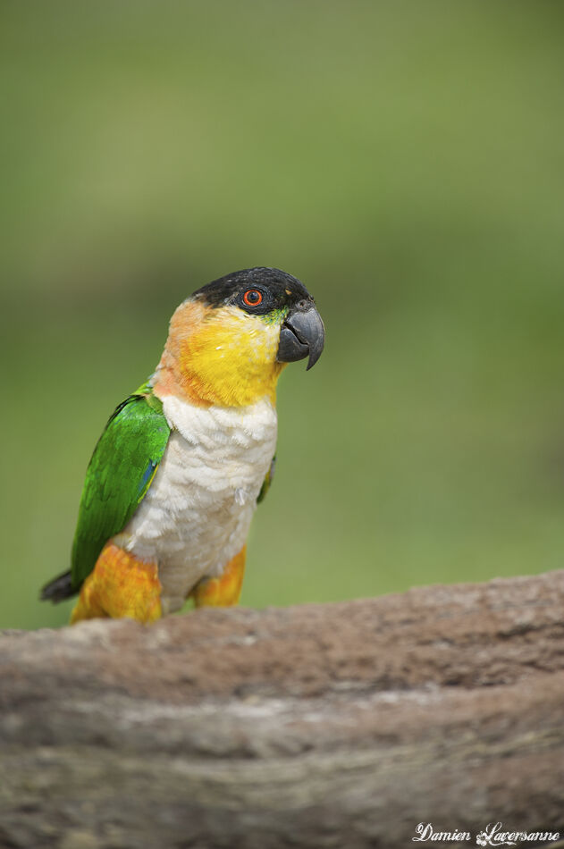 Black-headed Parrot