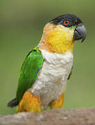 Black-headed Parrot