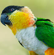 Black-headed Parrot