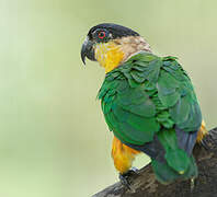 Black-headed Parrot