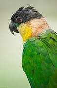 Black-headed Parrot