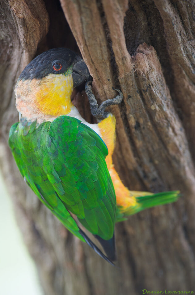 Black-headed Parrot