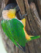 Black-headed Parrot