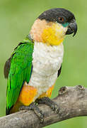 Black-headed Parrot