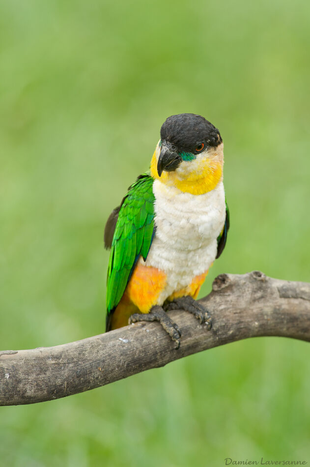 Black-headed Parrot, identification