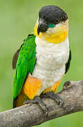 Black-headed Parrot