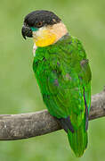 Black-headed Parrot