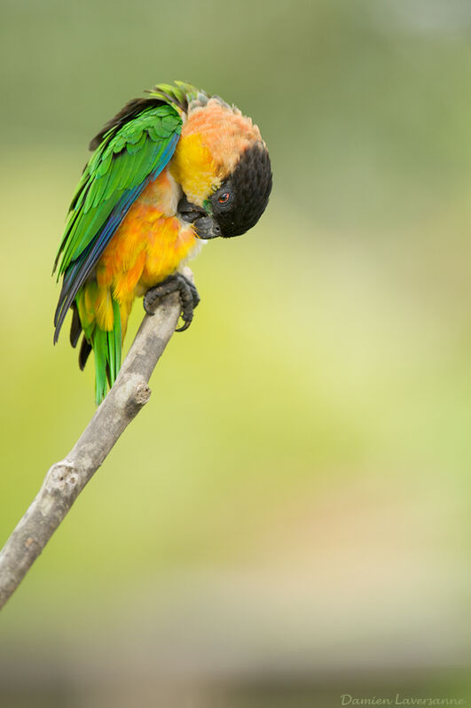 Black-headed Parrot, Behaviour
