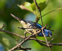 Turquoise Tanager