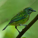 Calliste syacou