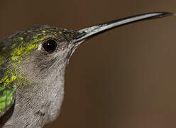 Grey-breasted Sabrewing