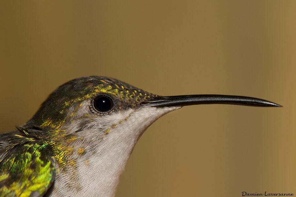 Grey-breasted Sabrewing