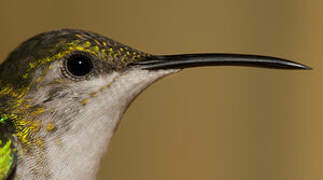 Grey-breasted Sabrewing