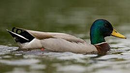 Canard colvert