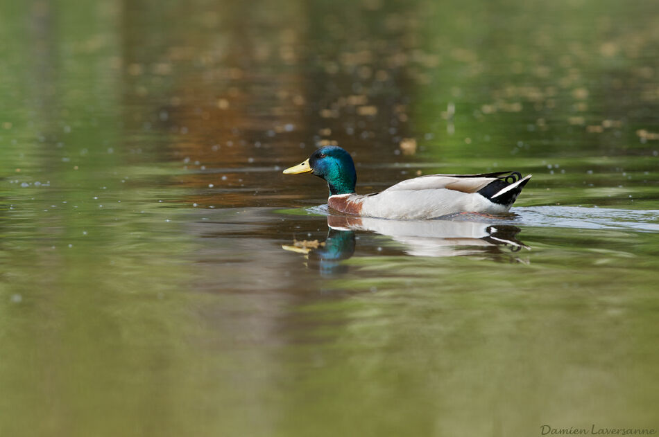 Canard colvert