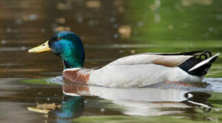 Canard colvert