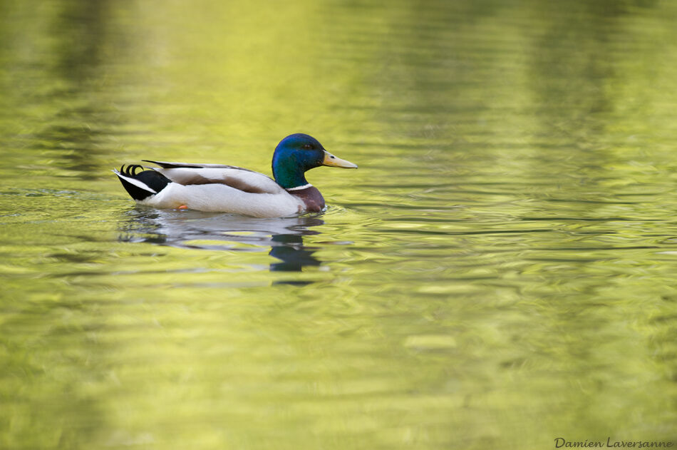 Mallard