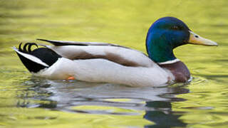 Canard colvert