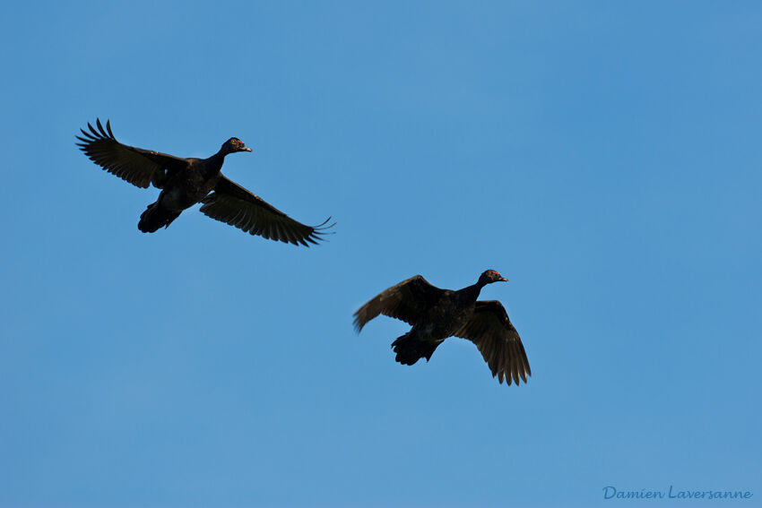 Canard musqué