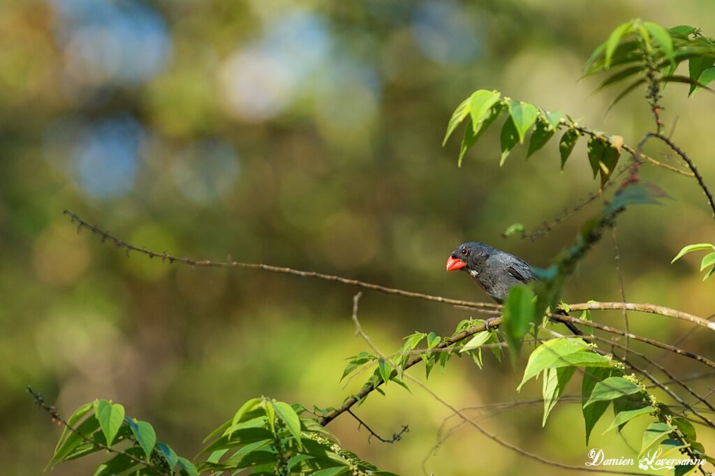 Slate-colored Grosbeak