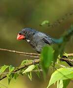 Slate-colored Grosbeak