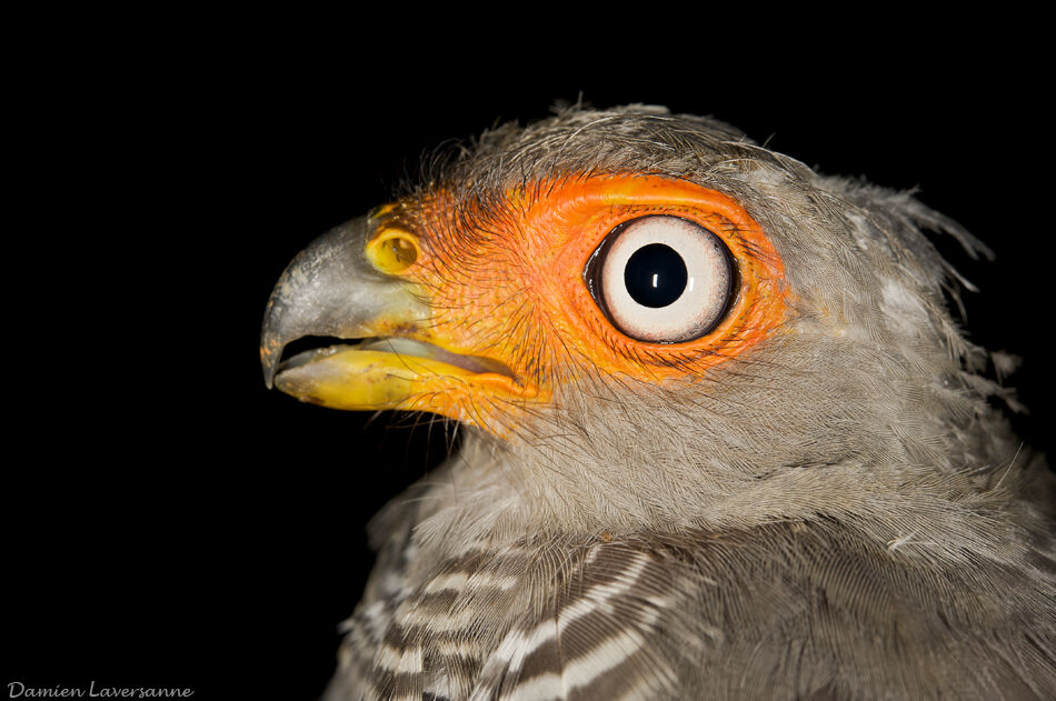 Lined Forest Falcon