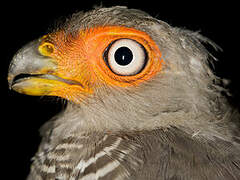 Lined Forest Falcon