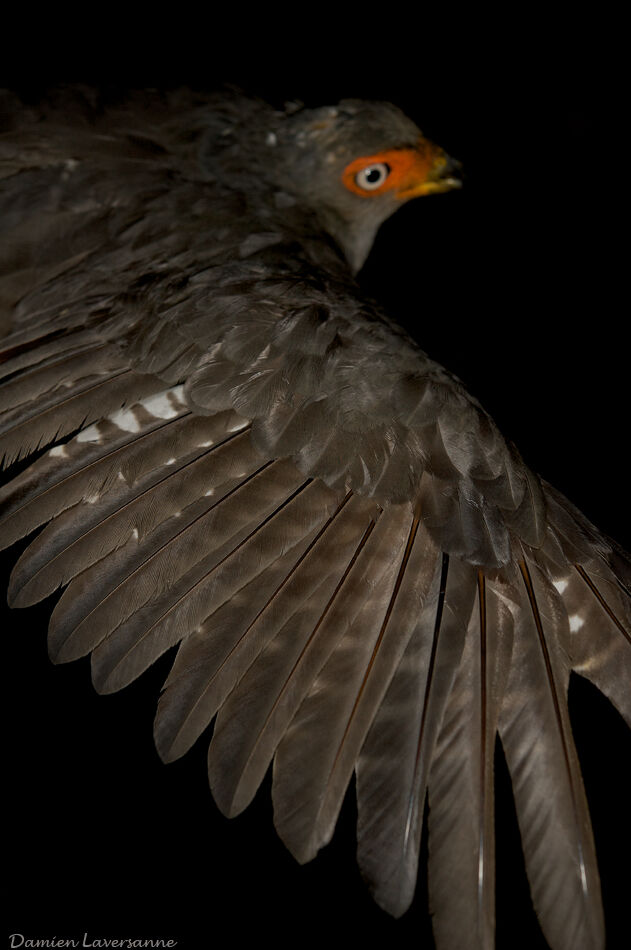 Lined Forest Falcon