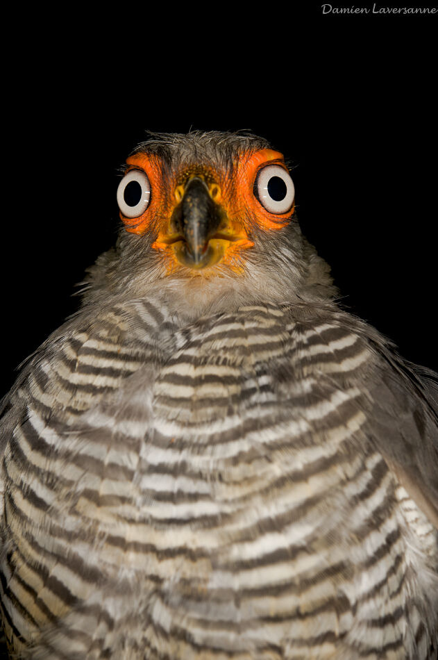 Lined Forest Falcon