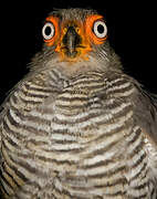 Lined Forest Falcon