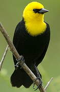 Yellow-hooded Blackbird