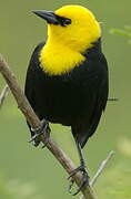 Yellow-hooded Blackbird