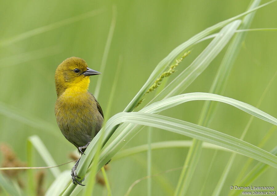 Yellow-hooded Blackbird female