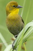 Yellow-hooded Blackbird