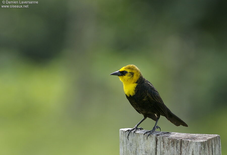 Yellow-hooded Blackbird male juvenile