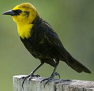 Yellow-hooded Blackbird