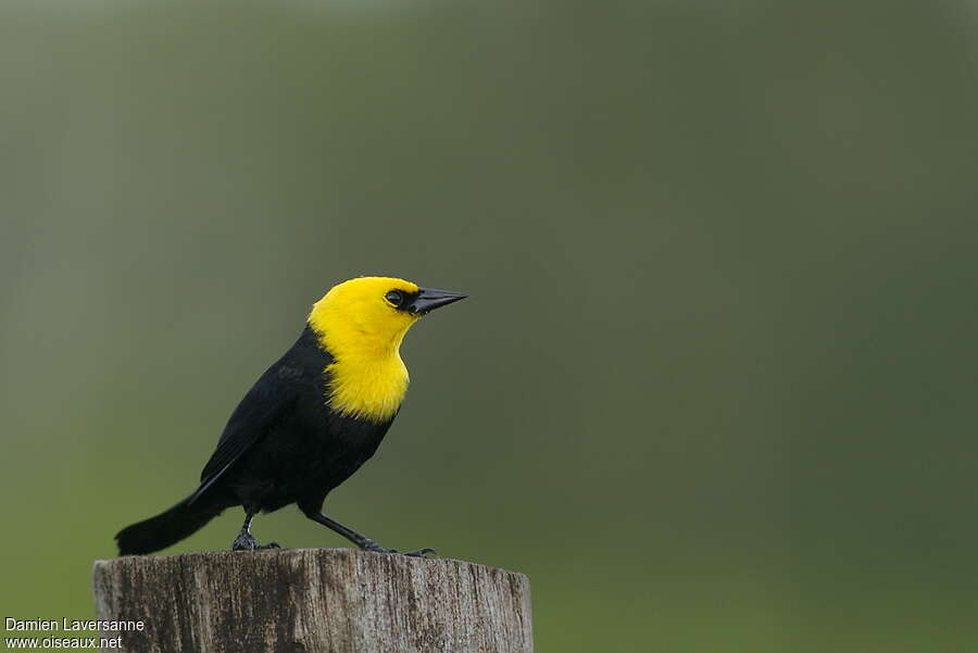 Yellow-hooded Blackbird male adult, identification