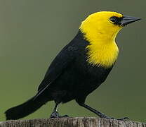 Yellow-hooded Blackbird