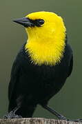 Yellow-hooded Blackbird