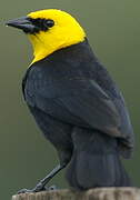 Yellow-hooded Blackbird