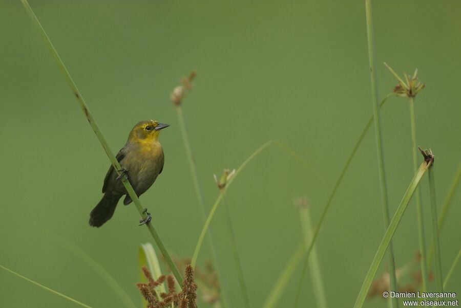 Yellow-hooded Blackbird female