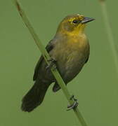 Yellow-hooded Blackbird