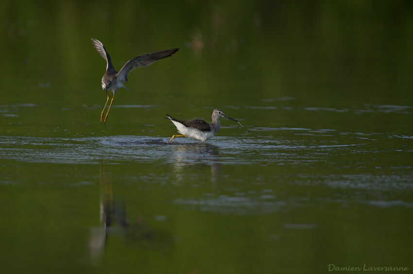 Lesser Yellowlegs, Behaviour