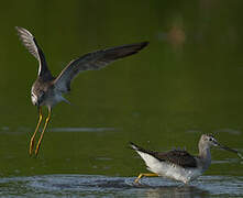 Lesser Yellowlegs