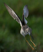 Lesser Yellowlegs